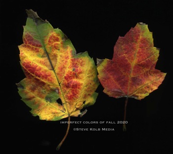 Imperfect Colors of Fall 2020 Imperfect Colors of Fall 2020